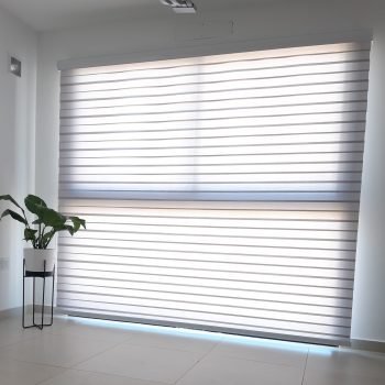 Zebra gris